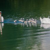 Mein lieber Schwan!