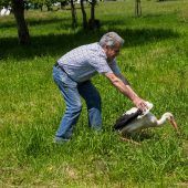 Storch vor dem Tod gerettet