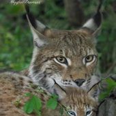 Kuscheln mit Mama