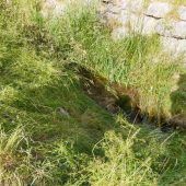 Schlins: 70-Jähriger in Bach ertrunken