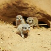 Putziges Trio