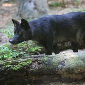 Die Mär vom Wolf