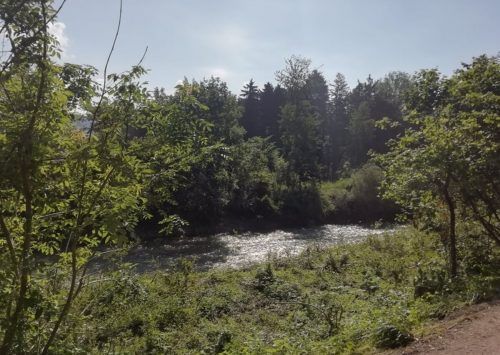 Im Sulner Auwald an der Frutz soll eine Pflegeoffensive ökologisch stabile Waldbestände schaffen. Mäser