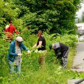 Neophyten ging es mit vereinten Kräften an den Kragen