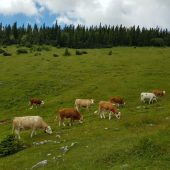 Sicheres Wandern über Alpweiden