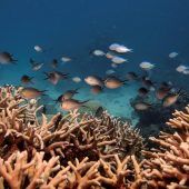 Australien kämpft um Status des Great Barrier Reefs