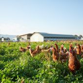 EU-Agrarförderung für über 3000 Betriebe