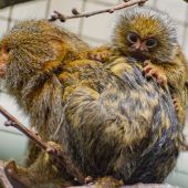Doppeltes Affenglück im Zoo