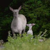 Eine kleine Sensation im Wildpark Feldkirch