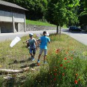 Bestäubende Insekten in Bludenz unter die Lupe genommen