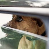 Auch Haustiere vom Hitzetod bedroht