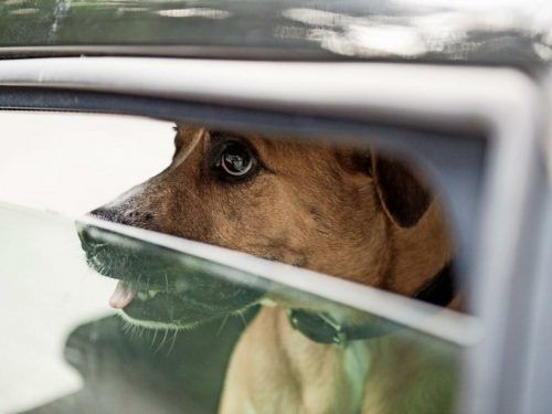 Besonders für im Auto eingesperrte Hunde wird der Pkw immer wieder zur tödlichen Hitzefalle. symbol/apa