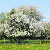 Obstbaumaktion in der Region Hofsteig