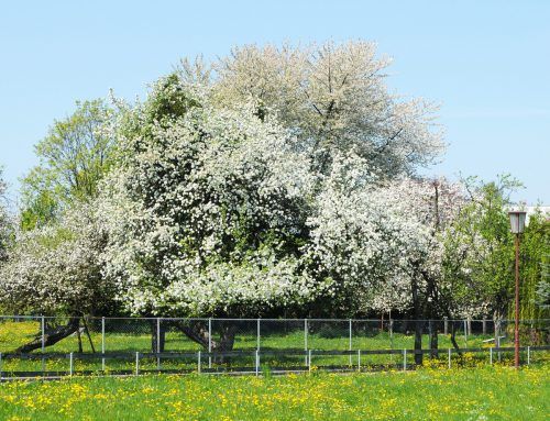 Blühende Obstbäume bereichern das Ortsbild und liefern gutes Obst. ajk