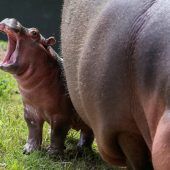 Happy Hippo begeistert Besucher