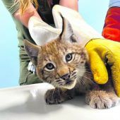 Besonderer Besucher in der Tierklinik Schwarzmann