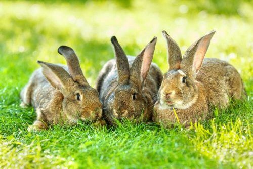 Der Kleintierzuchtverein Hard lädt am Wochenende zur Tierschau im Stedepark.