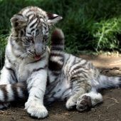 Verspielter Tigerjunge ärgert Mama
