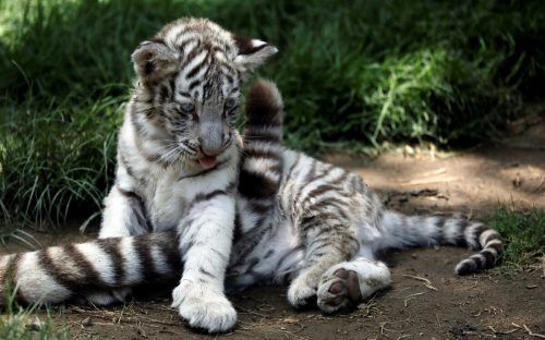 Der seltene Tigernachwuchs kam im März auf die Welt.  reuters