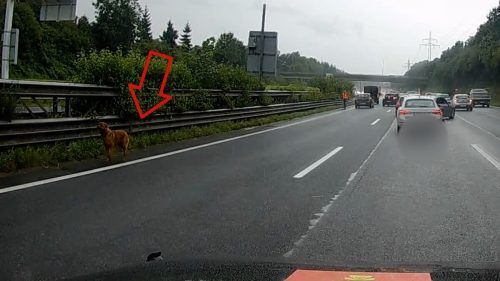 Der Vierbeiner wurde schließlich von einem Pkw erfasst. shourot