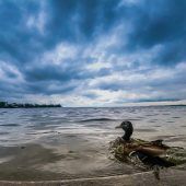 Der Rhein bleibt zahm