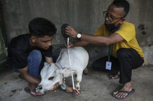 Die 23 Monate alte Rani ist mit ihren 51 Zentimetern kleiner als viele Hunde. AP