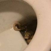 Schlangenhorror in Graz: Python beißt Mann beim Toilettengang