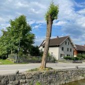 Robinien an Naflastraße erkrankt