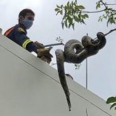 Python in Stadtpark eingefangen