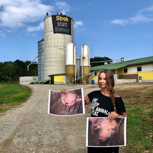 Die Vorarlberger Tierschützerin besetzte am Dienstag die Schweinemast bei St. Pölten. Fotos dokumentieren die unhaltbaren Umstände im Betrieb. VGT