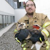 Feuerwehr Rankweil im Katzeneinsatz