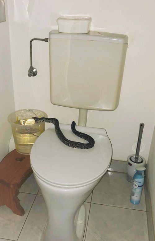 Eine Wienerin fand die rund ein Meter lange Schlange in ihrer Toilette. APA