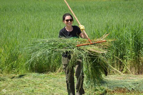 Etliche Freiwillige meldeten sich für den Einsatz im Ried, um mitzuhelfen, den Lebensraum für Pflanzen und Tiere zu erhalten. Leissing