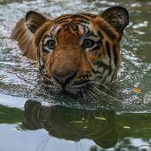 Millionen Drahtfallen dezimieren Tigerpopulationen in Südostasien