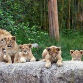 Löwenbabys getauft