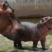 „Hallo, hier bin ich“