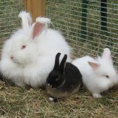 Tierschau abgesagt