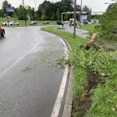 Baum umgefahren