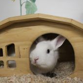 Kaninchen Saro sucht neuen Anschluss