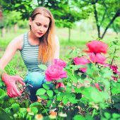 So pflegen Sie Ihre Rosen