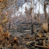 Amazonas-Gebiet verzeichnet schlimmste Juni-Brände seit 2007