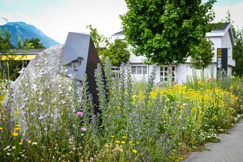 Rund um die Bushaltestelle Churer Straße ist ein Naturparadies mit großer Wildblumen-Vielfalt entstanden. Udo MIttelberger