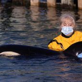 Trauer um Baby-Orca Toa