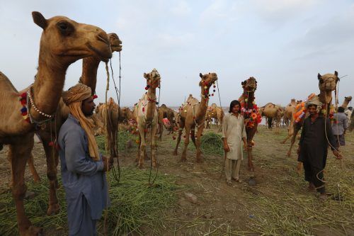 Verkäufer halten ihre Kamele, während sie auf einem Viehmarkt für den bevorstehenden muslimischen Feiertag Eid ul-Adha in Lahore (Pakistan) auf Kunden warten. AP