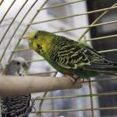 Vier Tiere suchen neue Besitzer