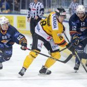 Bulldogs erwarten Tests auf Weltklasse-Niveau