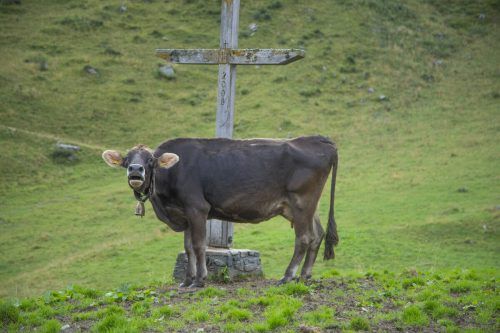 Auch auf der Alpe brauchen viele Kühe Kraftfutter.  VN/Paulitsch
