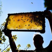 Positive Bienenbilanz – wieder mehr Bienenvölker in Österreich