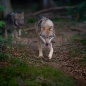 Mutterkuh von Wolf angegriffen