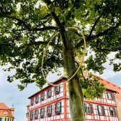 Künstler Marbod Fritsch hat aus gutem Grund einen Baum gepierct